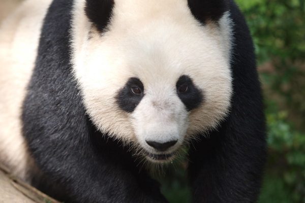 Kāpēc pandas ir melnbaltas un zebrām ir melnbaltas svītras?