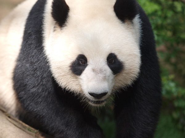 Kāpēc pandas ir melnbaltas un zebrām ir melnbaltas svītras?