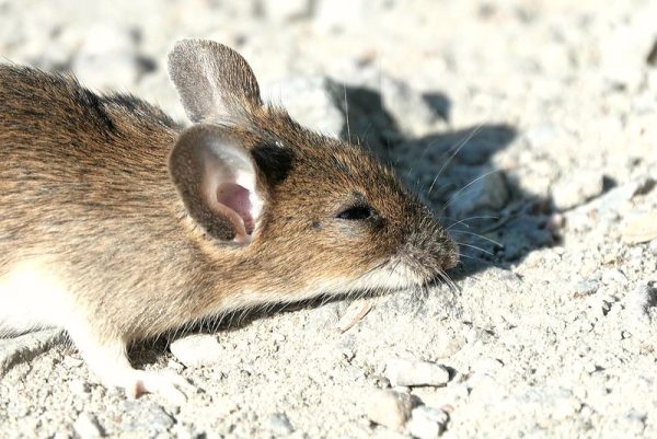 Kā žurkas iekaroja Zemi
